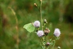 Brimstone