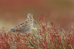 Magellanic Snipe portfolio