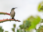 Grey Sunbird