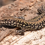 Italian Wall lizard♀︎ (Podarcis siculus)