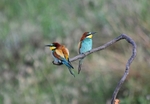 European Bee-eaters