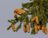Common Crossbill