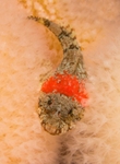 Micrenophrys lilljeborgii