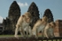 Macaque Monkeys - Thailand