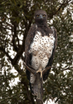 Martial Eagle