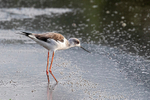 Black-winged Stilt