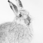 Silver-Digital-Liz Wallis-Mountain Hare 