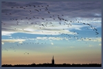 Geese at Sunrise