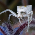 Crab spider (Thomisus onustus) ♀︎