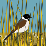 Reed bunting