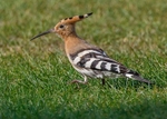 Hoopoe portfolio