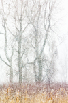 SPRING SNOW STORM #4 - LONG POINT MARSH