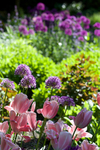 JUNE 2015-8