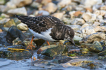 Turnstone looking for food on Brownsea Island