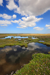 Walking across Norton Marsh.