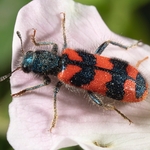 Checkered beetle (Trichodes alvearius