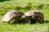 Tortoises - DSC_0528