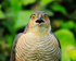 Sparrowhawk (male) close-up, Abingdon