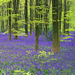 Bluebells - An English Spring EDC072