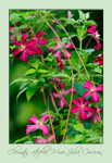 Clematis viticella 'Mme Julia Correvon'
