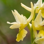Few-flowered Orchid (Orchis pauciflora)