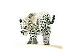 Onça-pintada / Jaguar