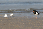 OysterCatcher - Haematopus ostralegus