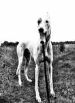 Veterinary-Nurse-Dog-Care-London