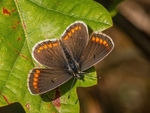 Brown Argus