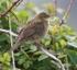 Grasshopper Warbler