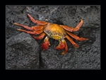Sally Lightfoot crab