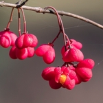 Spindle tree (Euonymus europaeus)