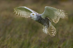 Snowy Owl