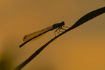 In the world of Damselflies