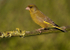 GREENFINCH (MALE) REF GREEN 3