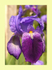 001 Bearded Iris