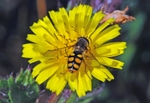Hoverfly species