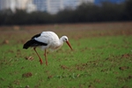 White Stork