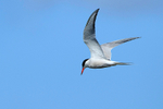 Common Tern