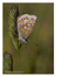 Common Blue