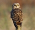 Short Eared Owl