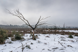 Charred - Snow II