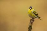 Siskin (m)