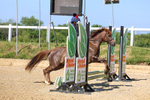 Western Hunt PC Open Showjumping and Mini Championship Qualifiers 18 May 2025 portfolio