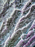 Purple Vein