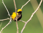 Yellow-crowned Bishop portfolio