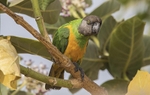 Senegal Parrot.