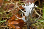Stags horn fungus Xylaria hypoxylon