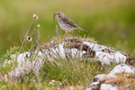 Skylark (Alauda arvensis) with juicy worm!