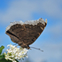 Mourning Cloak